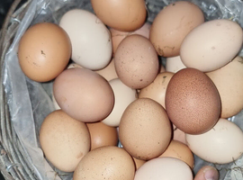 Organic eggs
