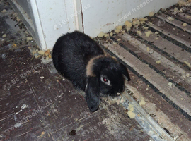 2026 BABY RABBIT