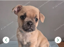 Frenchie x Pug - 2 Boys left!
