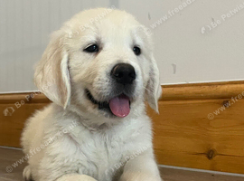 KC Old English Cream Golden Retriever Puppies