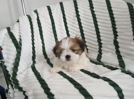 Shih tzu boy
