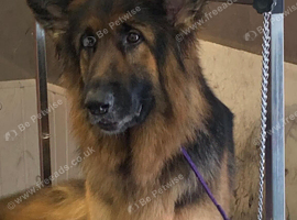 Female KC Reg 2yrs German Shepherd