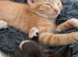Kitten calico male10 weeks