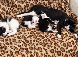 Kittens