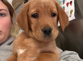 Ready now!!! Beautiful fox red Labrador