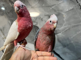 HandReared Baby Super Tame Cuddly Friendly Lutino Galah Parrot