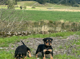 Male huntaway puppy