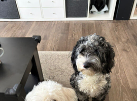 Maltipoo/cockapoo fluffy balls...