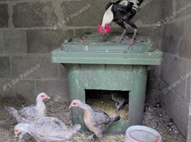 Modern game bantams