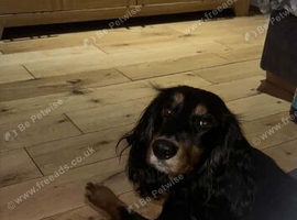Buddy cocker spaniel