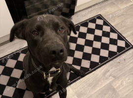 Pup in need of a home