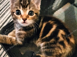 5 Beautiful Tabby Kittens