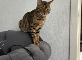 Bengal male