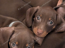 Two gorgeous puppy girls available