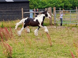 Standing 11.2hh to make 13.2hh