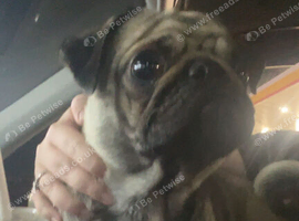 Lovely pug needing a loving home