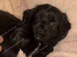 2 beautiful puppies