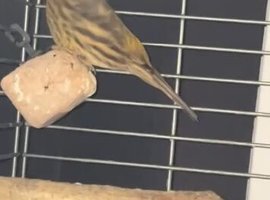siskin mule