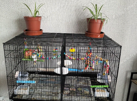 Love birds