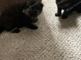 2 cute kittens