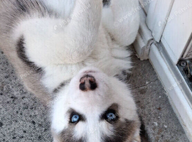 Gorgeous Pomsky puppies