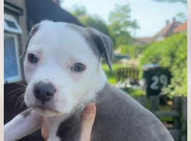 blue American bully x staffy puppy