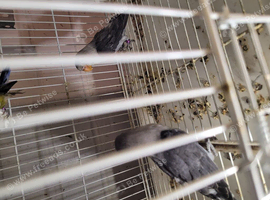 Lovebirds