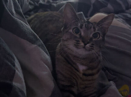 Gorgeous female