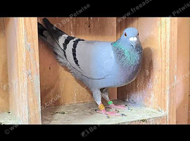 I have young pigeons for sale