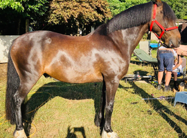 14.3h mother daughter share 15yr gelding