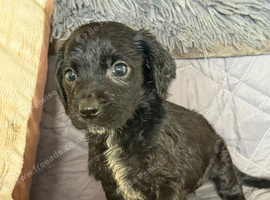 Cocker spaniel puppies