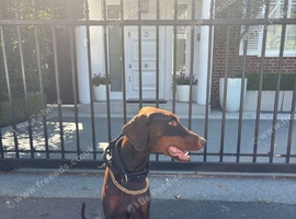 KC Registered European Dobermann Puppies | 91 Champions Behind the Parents