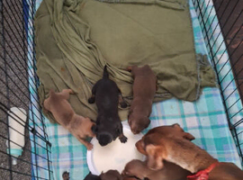 Dachshund puppies