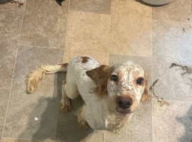 Enzo the working cocker spaniel