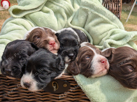 Traditional English Springer spaniel