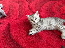 British and Scottish Fold kittens