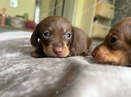 Miniature dachshund puppies for sale