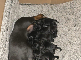 Daxipoo puppies