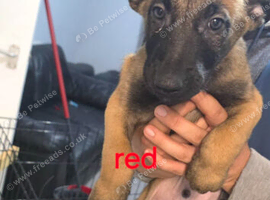 Pups for sale