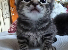 Adorable kittens