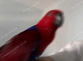 Red-sided Eclectus For sale