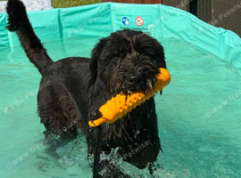 Giant Schnauzer Female