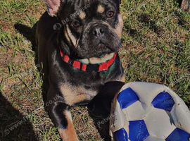 French bull dog
