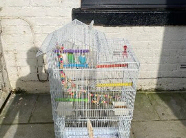 3 budgies -