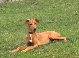 Lurcher for sale