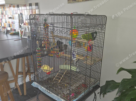 Quaker parrot