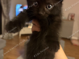 Domestic shorthair kitten