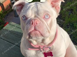 3year old frenchie bulldog girl
