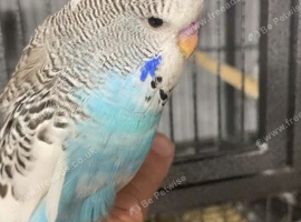 Exhibition budgies  baby&rsquo;s