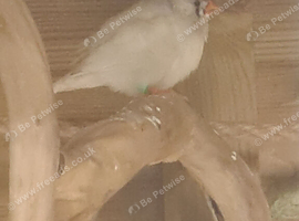 Young female finch